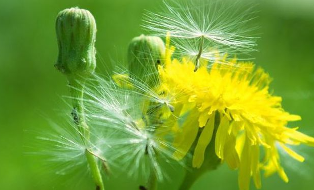 推薦3種食物，美容養(yǎng)顏，抗皺祛斑，皮膚水嫩